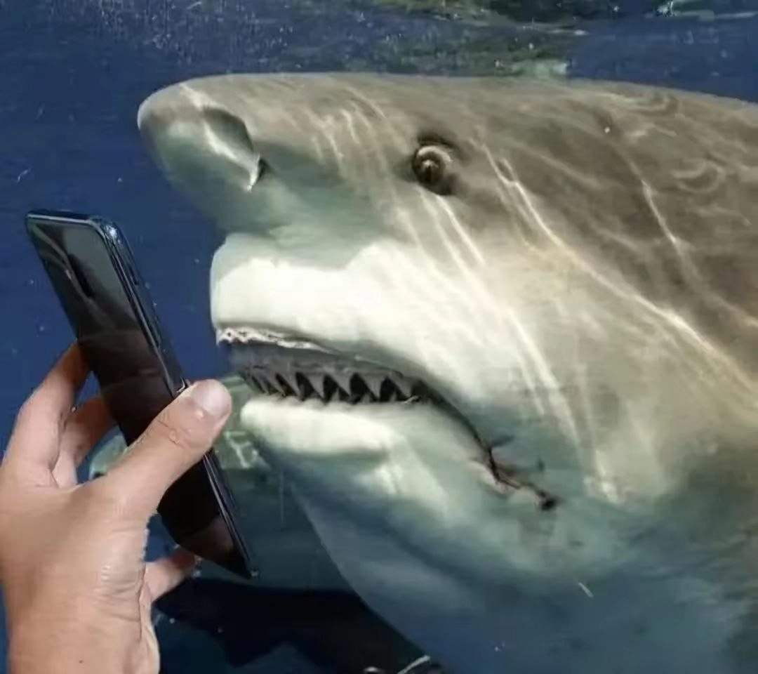 Акуле показали фото видео и она охуевает
